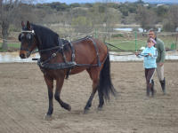 Arena de r&iacute;o especial para pistas ecuestres en la Comunidad de Madrid